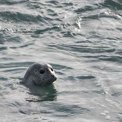 J&ouml;kuls&aacute;rl&oacute;n Seehund im Wasser